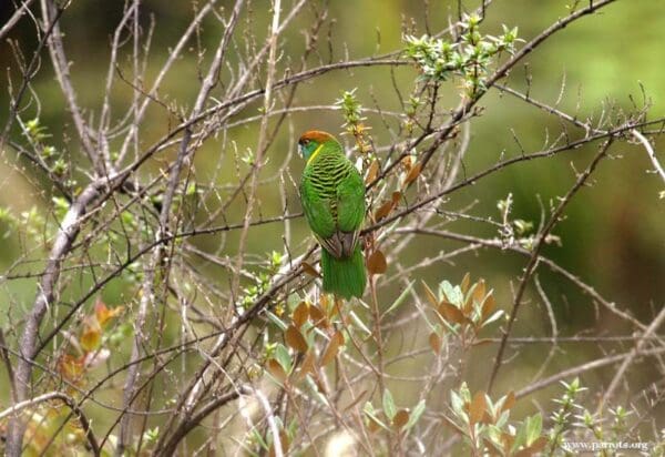 A wild male Painted Tiger Parrot perches on a branch