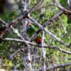 A wild female Painted Tiger Parrot perches on a branch