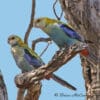 Wild Pale-headed Rosellas perch high in a tree