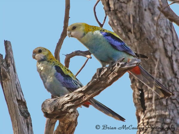 Wild Pale-headed Rosellas perch high in a tree