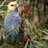 A wild Pale-headed Rosella feeds in a tree