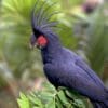 A wild Palm Cockatoo perches in a tree