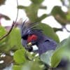 A wild Palm Cockatoo feeds in a tree