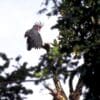 A wild Palm Cockatoo spreads its wings