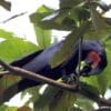 A wild Palm Cockatoo feeds in a tree