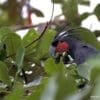 A wild Palm Cockatoo feeds in a tree