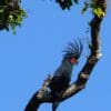 A wild Palm Cockatoo perches in a tree