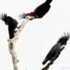 Wild Palm Cockatoos perch in a bare tree