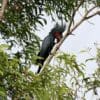 A wild Palm Cockatoo feeds in a tree