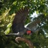 A wild Palm Cockatoo displays on a branch