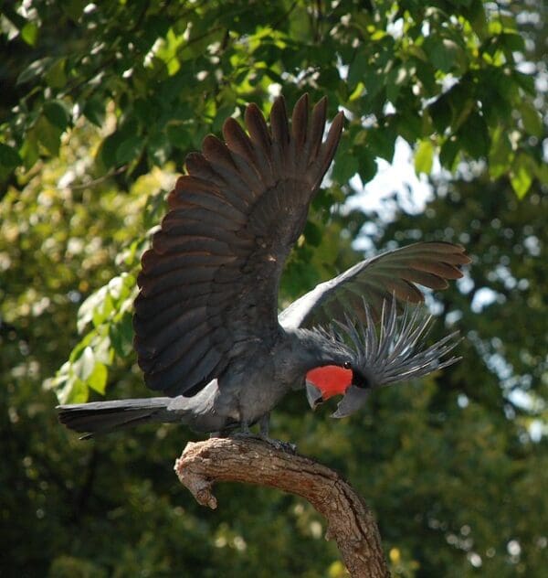 A wild Palm Cockatoo displays on a branch