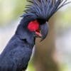 A Palm Cockatoo closeup