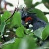 A wild Palm Cockatoo feeds in a tree