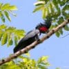 A wild Palm Cockatoo perches in a tree