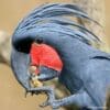 A closeup of a Palm Cockatoo