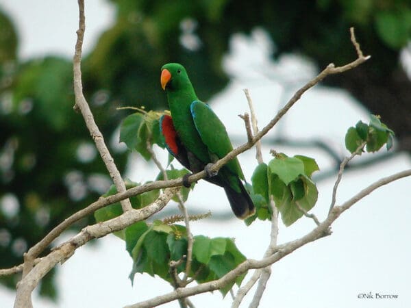 A wild male Papuan Eclectus perches in a tree