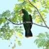 A wild male Papuan Eclectus perches in a tree