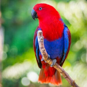 A female Papuan Eclectus perches on a branch