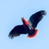 A wild female Papuan Eclectus flies high above the canopy