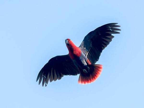 A wild female Papuan Eclectus flies high above the canopy