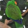 A male Papuan Eclectus perches in an enclosure