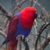 A female Papuan Eclectus perches on a branch