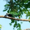 A wild male Papuan Eclectus walks along a branch