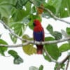 A wild female Papuan Eclectus perches in a leafy tree