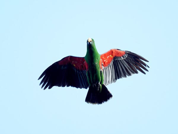 A wild male Papuan Eclectus flies high above the forest