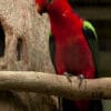 A Papuan King Parrot perches on a branch