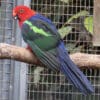 A Papuan King Parrot perches on a branch