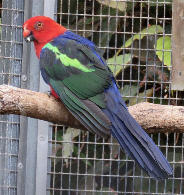 A Papuan King Parrot perches on a branch