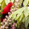 A wild male Papuan Lorikeet feeds on blossom nectar