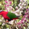 A wild male Papuan Lorikeet feeds on blossom nectar