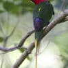 A wild male Papuan Lorikeet perches on a branch