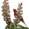 A wild Papuan Lorikeet perches on blossoms