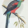 An illustration depicts a Paradise Parrot