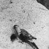 A wild Paradise Parrot, photographed in 1922