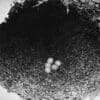 Wild Paradise Parrot eggs, photographed in 1922