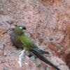 A wild Patagonian Conure clings to a cliff