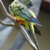 A wild Patagonian Conure perches on a branch