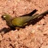 A wild Patagonian Conure perches at a cliff