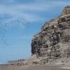 A wild Patagonian Conure flock in flight