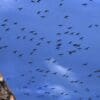 A wild Patagonian Conure flock in flight