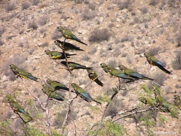 A flock of wild Patagonian Conures perches in a tree