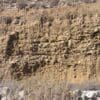 A nest colony for Patagonian Conures in a cliff