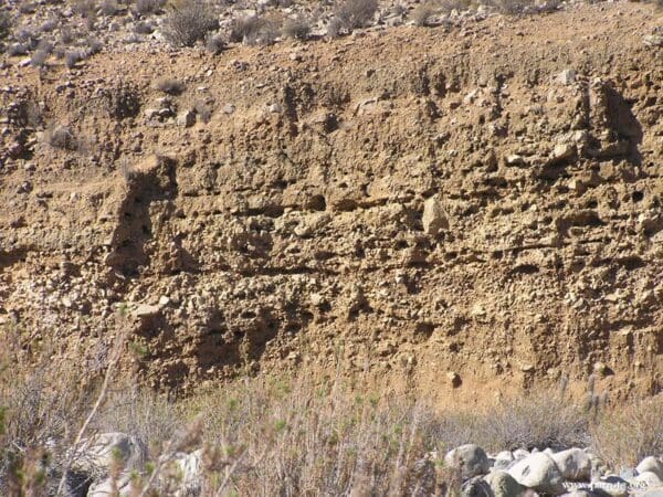 A nest colony for Patagonian Conures in a cliff