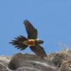 A wild Patagonian Conure comes in for a landing