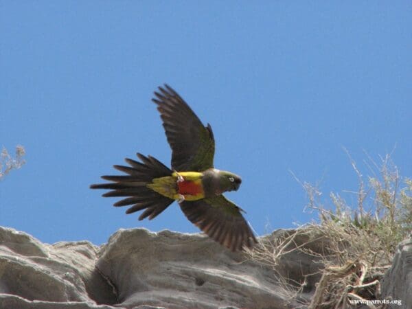 A wild Patagonian Conure comes in for a landing