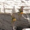 Wild Patagonian Conures take flight